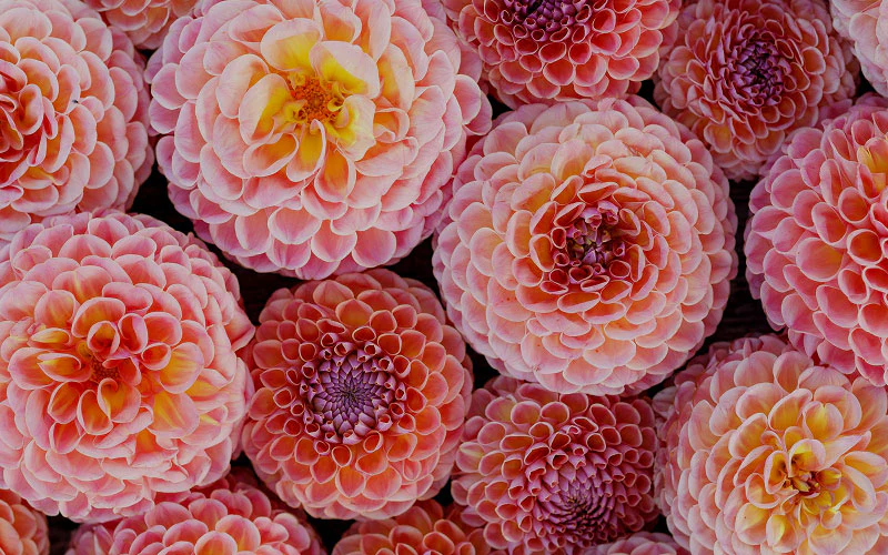 Grow a Botanical Masterpiece