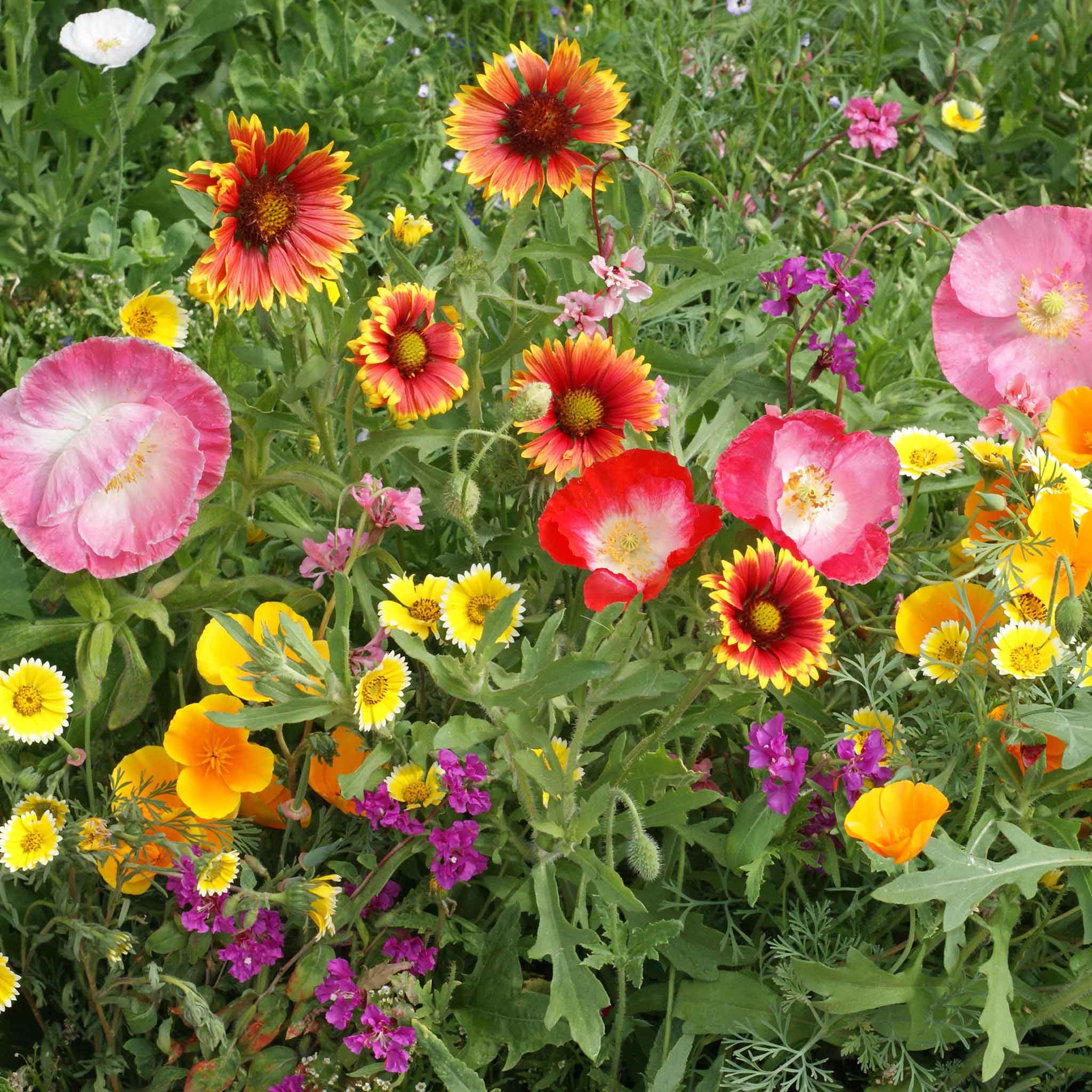 New Flower Seed Mixes