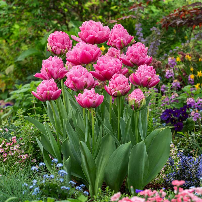 New Seeds, Bulbs & Supplies for 2026